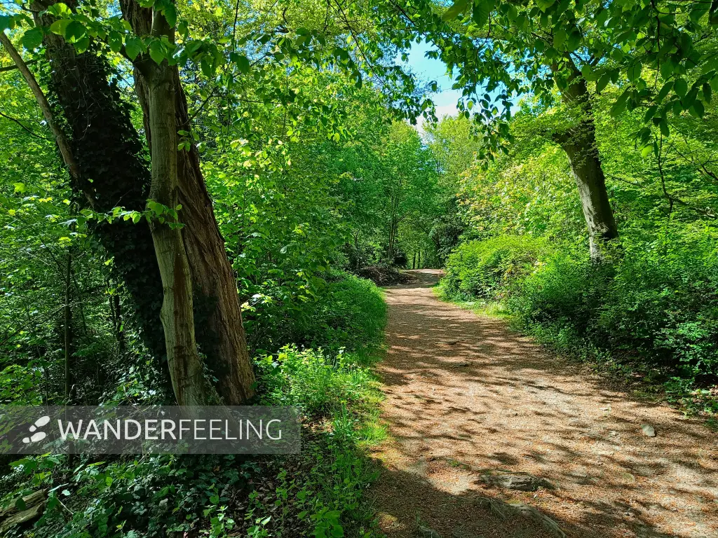 202604260-19 - Waldweg bei Welper, Ruhrgebiet, Nordrhein-Westfalen, Deutschland