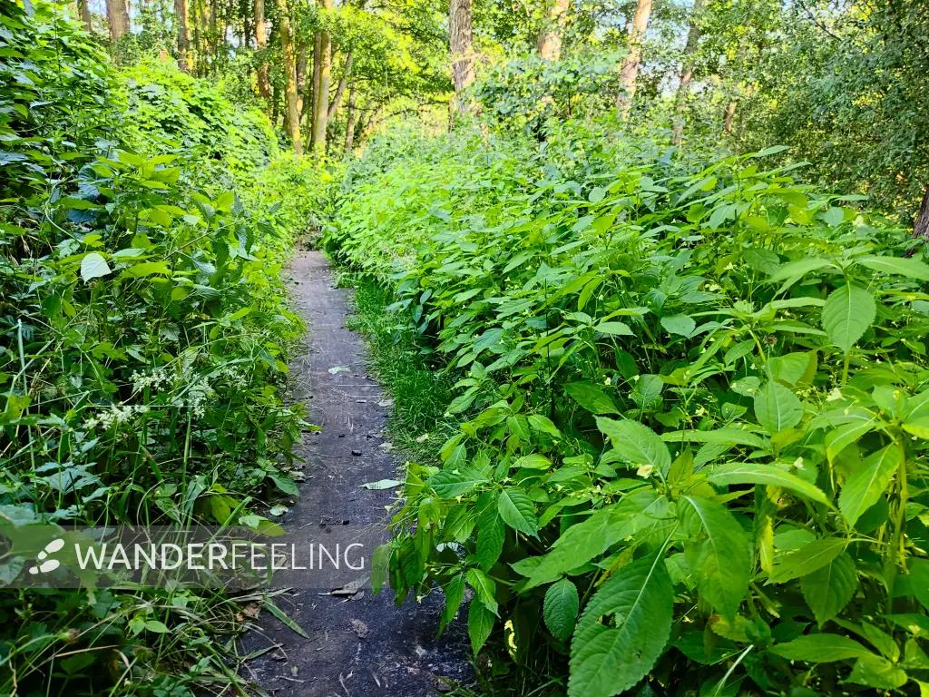 202306240-18 - Waldweg bei Werder, Havelland, Brandenburg, Deutschland