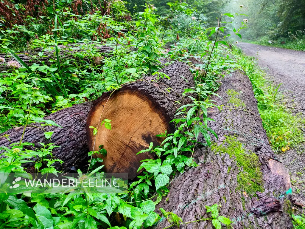 202308180-10 - Waldweg im Deister, Weserbergland, Niedersachsen, Deutschland