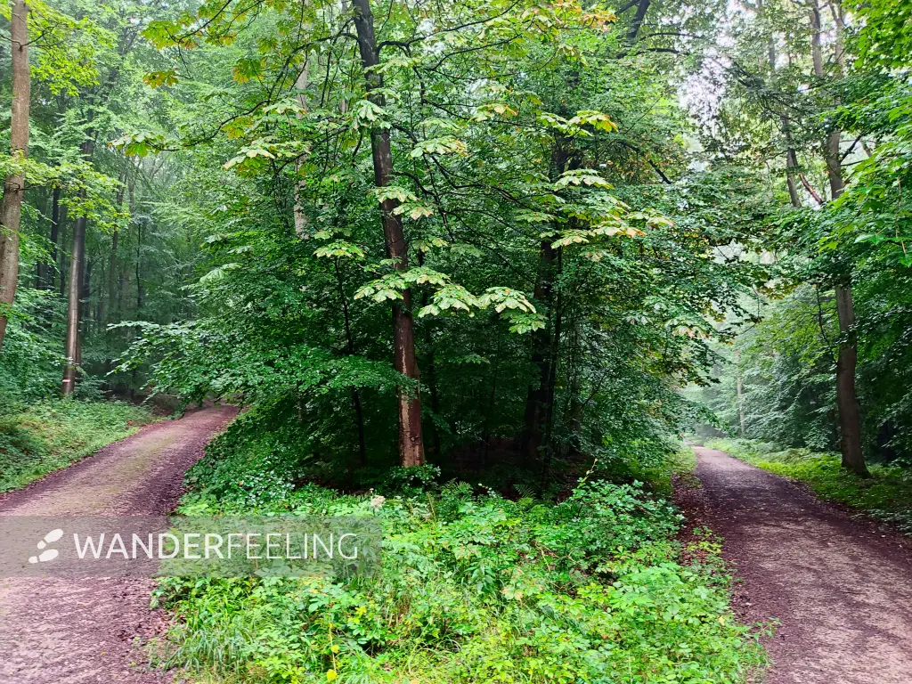 202308180-11 - Waldweg im Deister, Weserbergland, Niedersachsen, Deutschland
