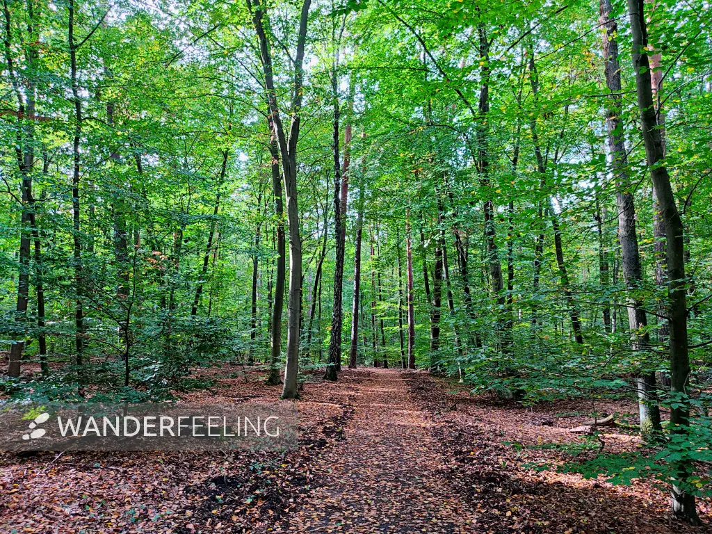 202310140-39 - Waldweg im Düppeler Forst, Berlin, Deutschland