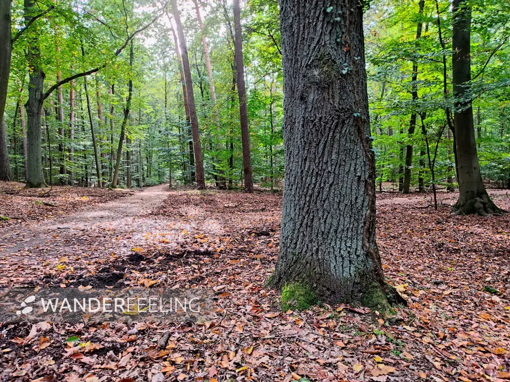 202310140-40 - Waldweg im Düppeler Forst, Berlin, Deutschland