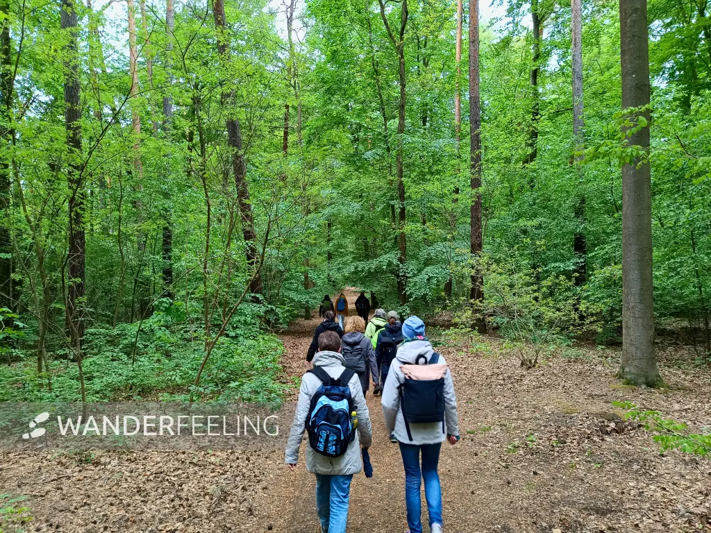 202605120-11 - Waldweg im Düppeler Forst, Berlin, Deutschland