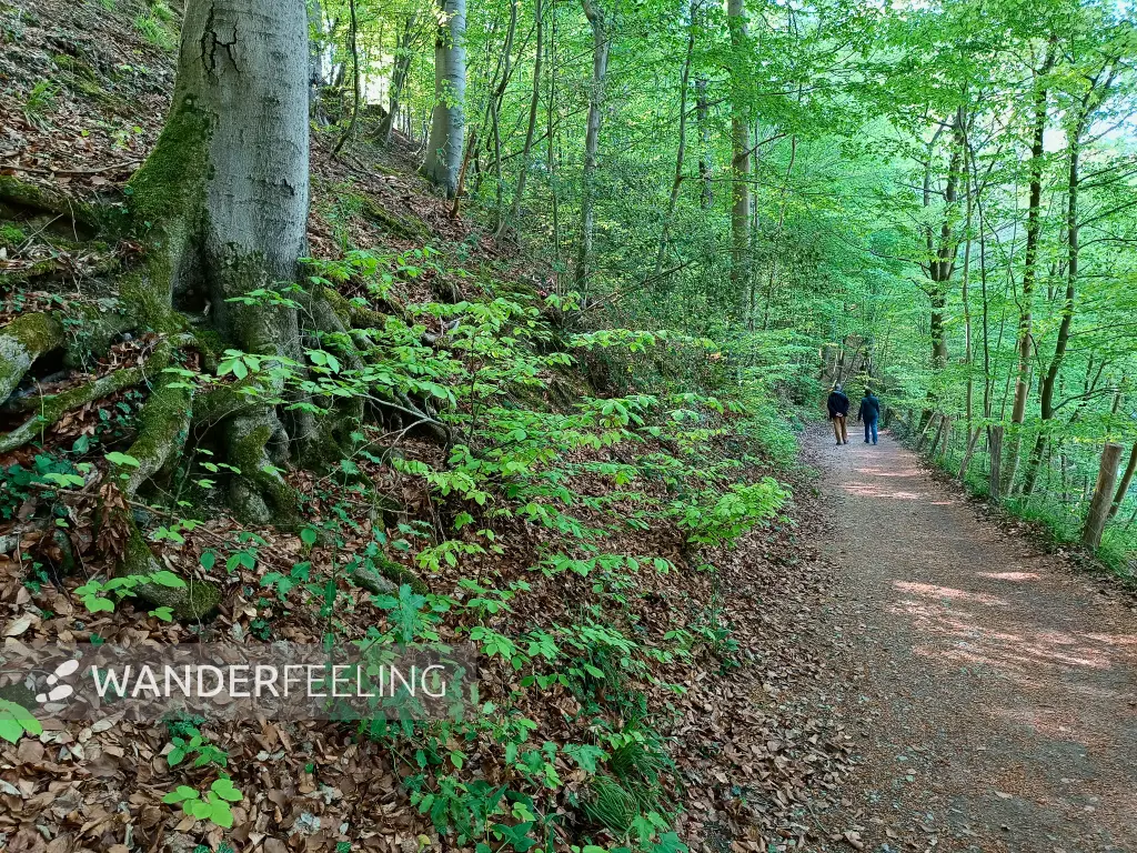 202604230-14 - Waldweg im Düsseltal, Bergisches Land, Nordrhein-Westfalen, Deutschland