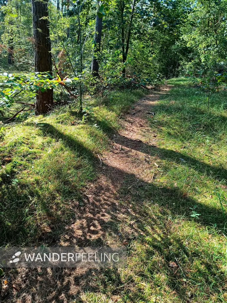 202509270-10 - Waldweg im Grunewald, Berlin, Deutschland