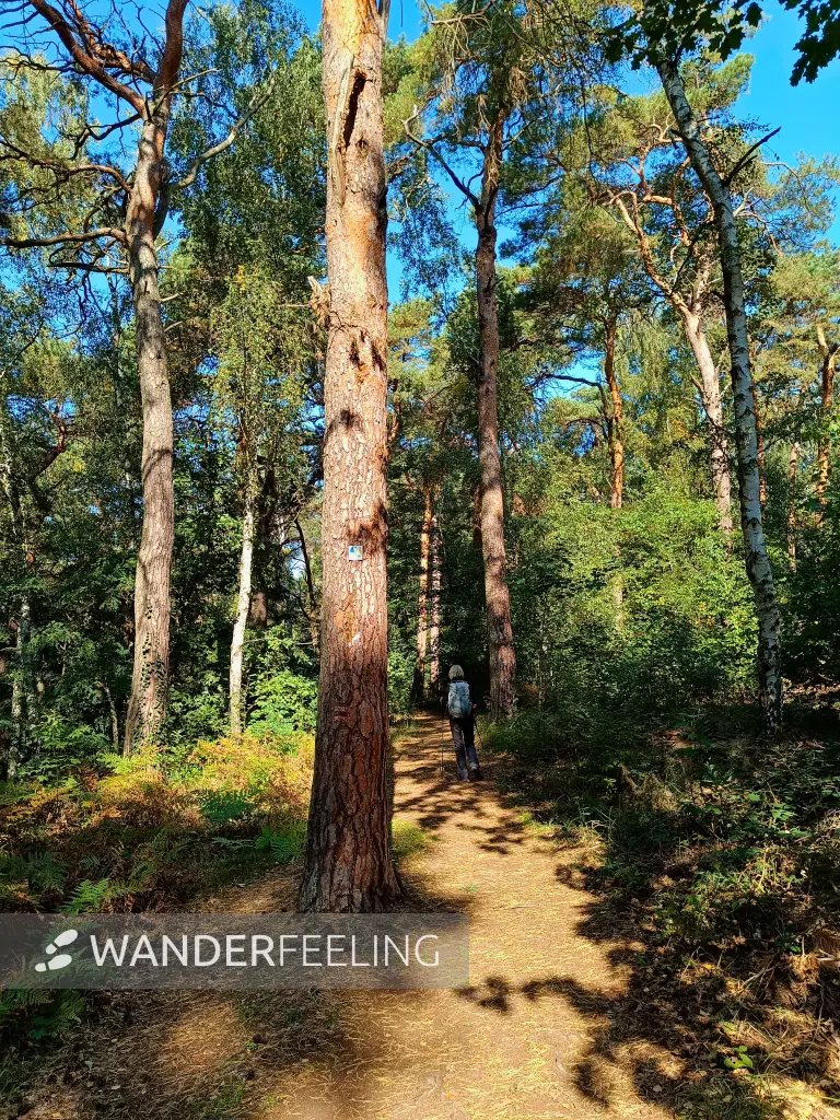 202509270-15 - Waldweg im Grunewald, Berlin, Deutschland