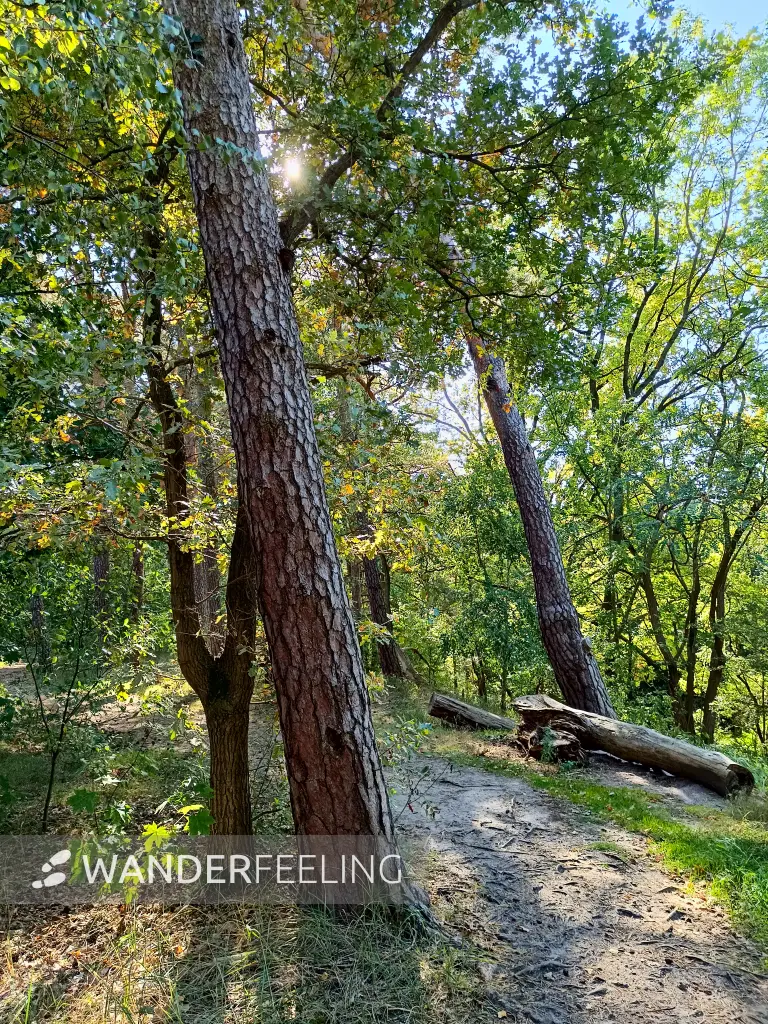 202509270-16 - Waldweg im Grunewald, Berlin, Deutschland