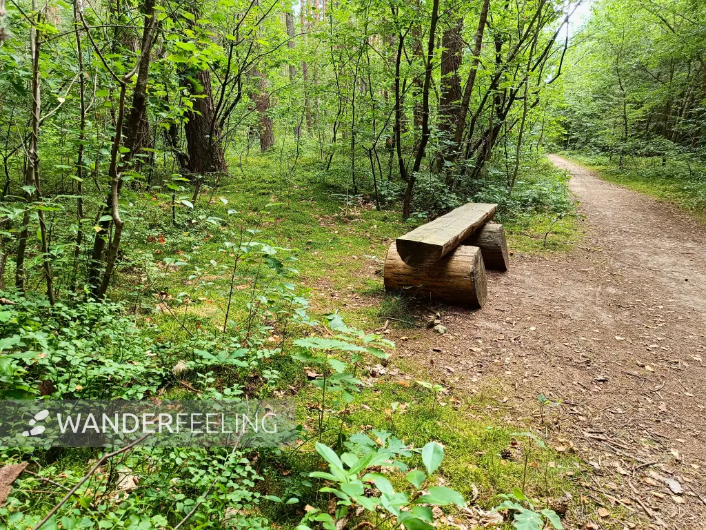 202508200-04 - Waldweg im Müritz-Nationalpark bei Waren, Mecklenburgische Seenplatte, Mecklenburg-Vorpommern, Deutschland
