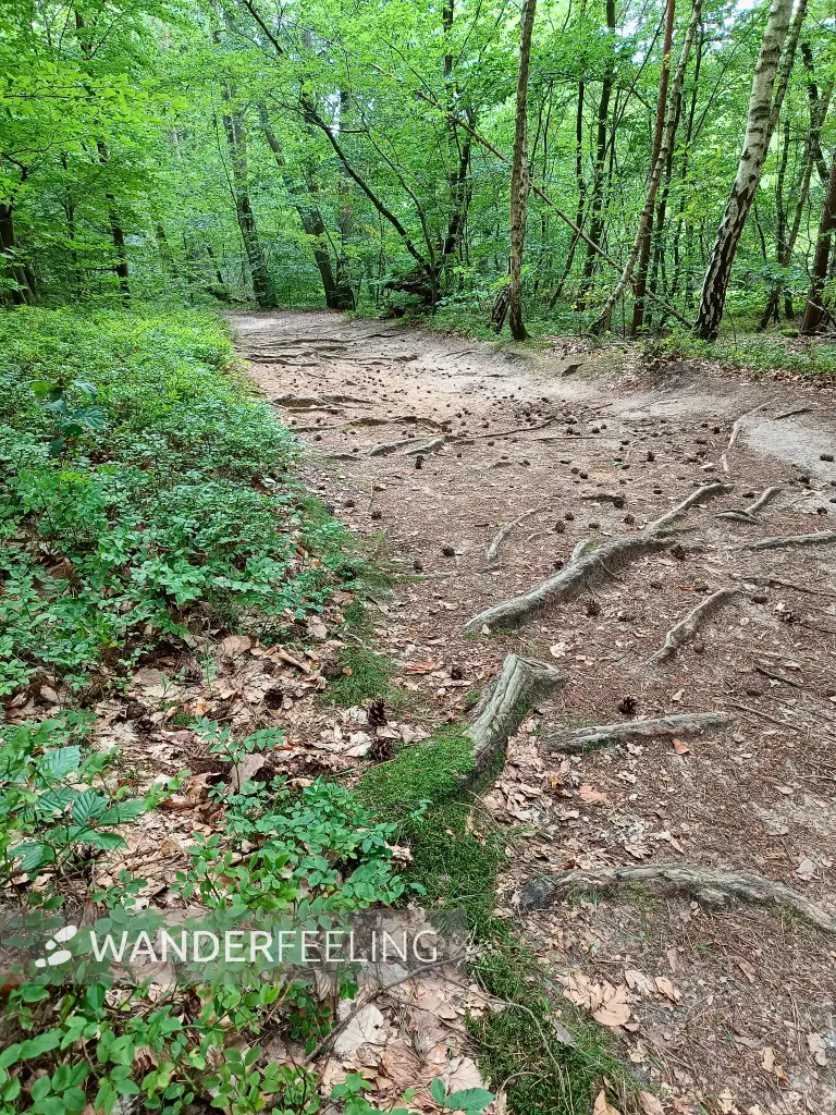 202508200-05 - Waldweg im Müritz-Nationalpark bei Waren, Mecklenburgische Seenplatte, Mecklenburg-Vorpommern, Deutschland