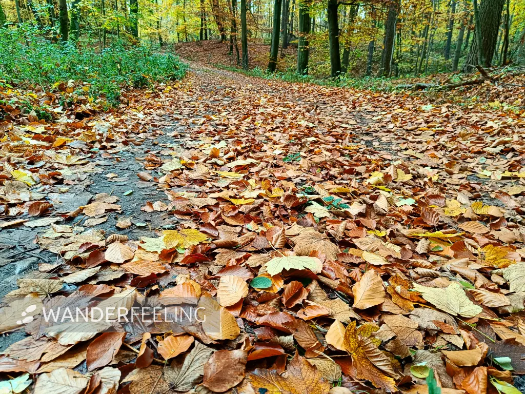 202411040-24 - Waldweg im Nationalpark Unteres Odertal, Uckermark, Brandenburg, Deutschland