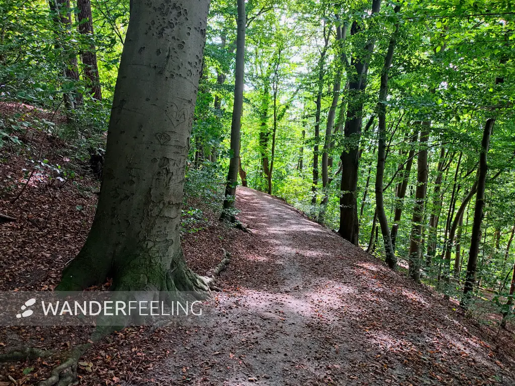 202309250-20 - Waldweg in Blankenese, Hamburg, Deutschland