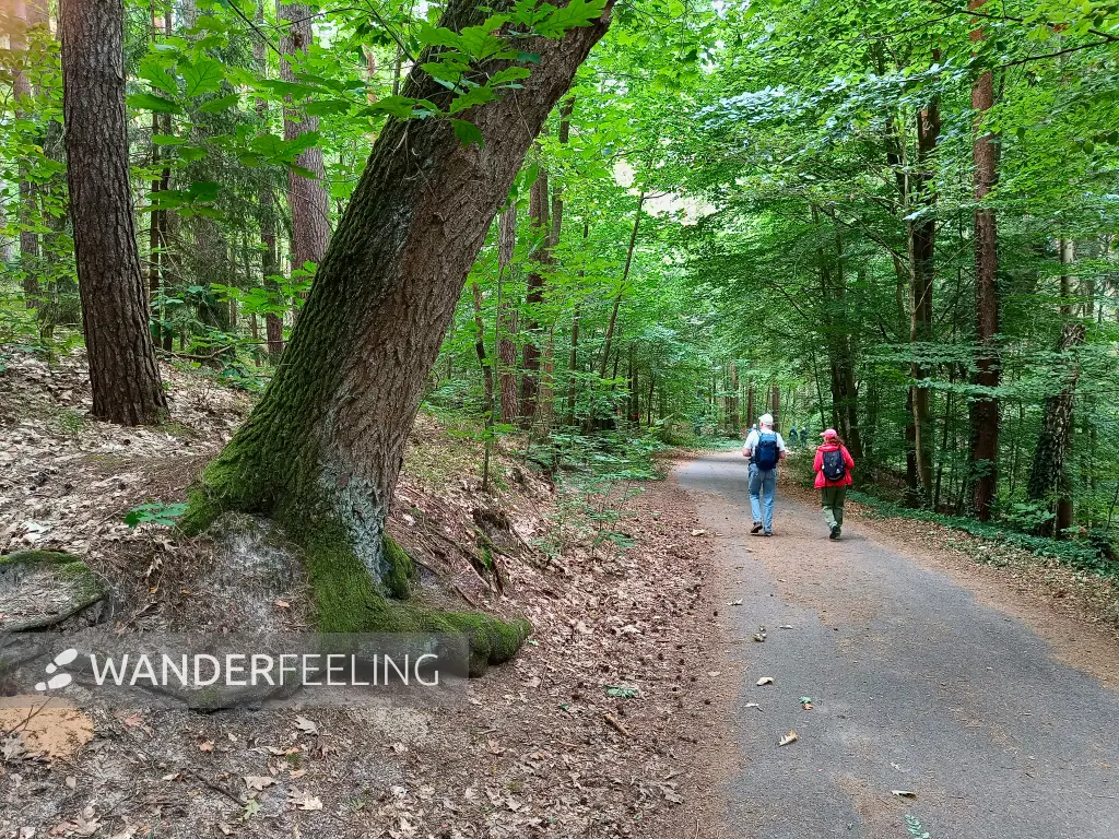 202508230-18 - Waldweg in den Rauener Bergen, Seenland Oder-Spree, Brandenburg, Deutschland