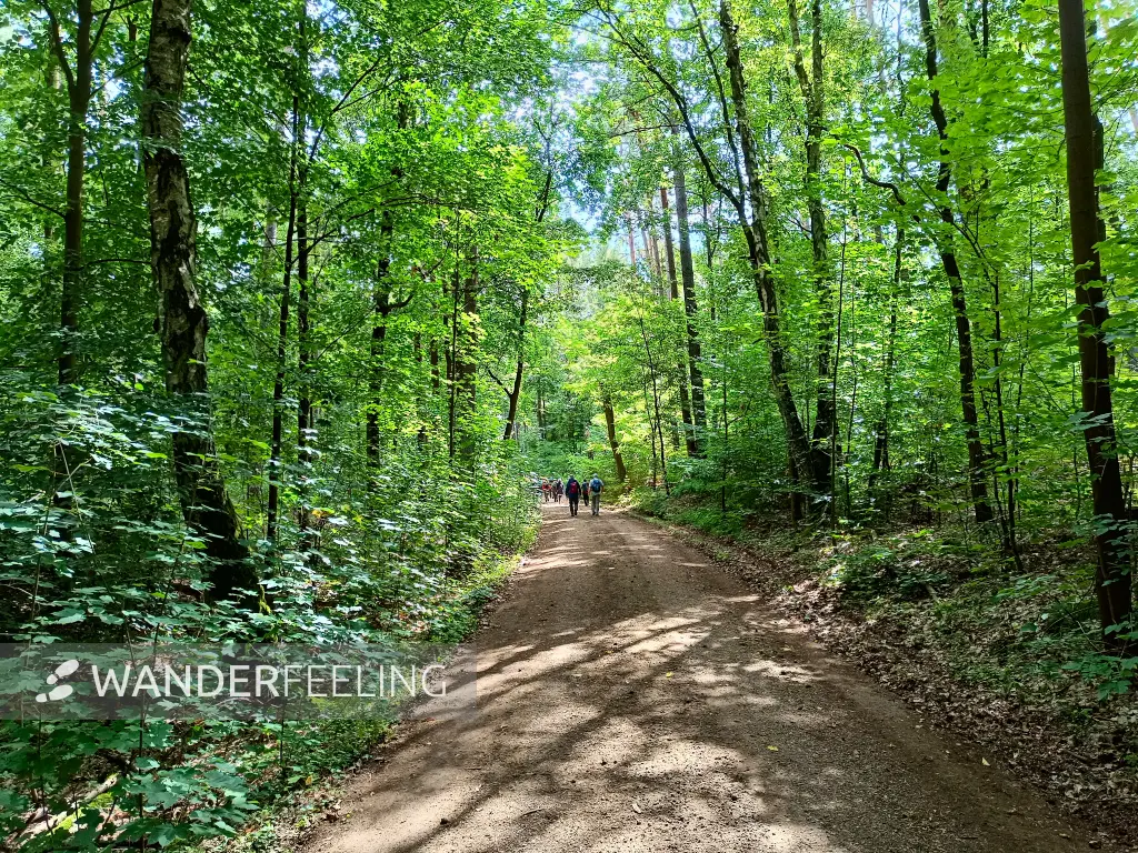 202508230-21 - Waldweg in den Rauener Bergen, Seenland Oder-Spree, Brandenburg, Deutschland
