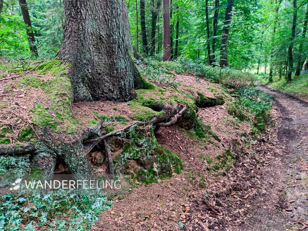 202308190-37 - Waldweg in den Schwarzen Bergen, Hamburg, Deutschland