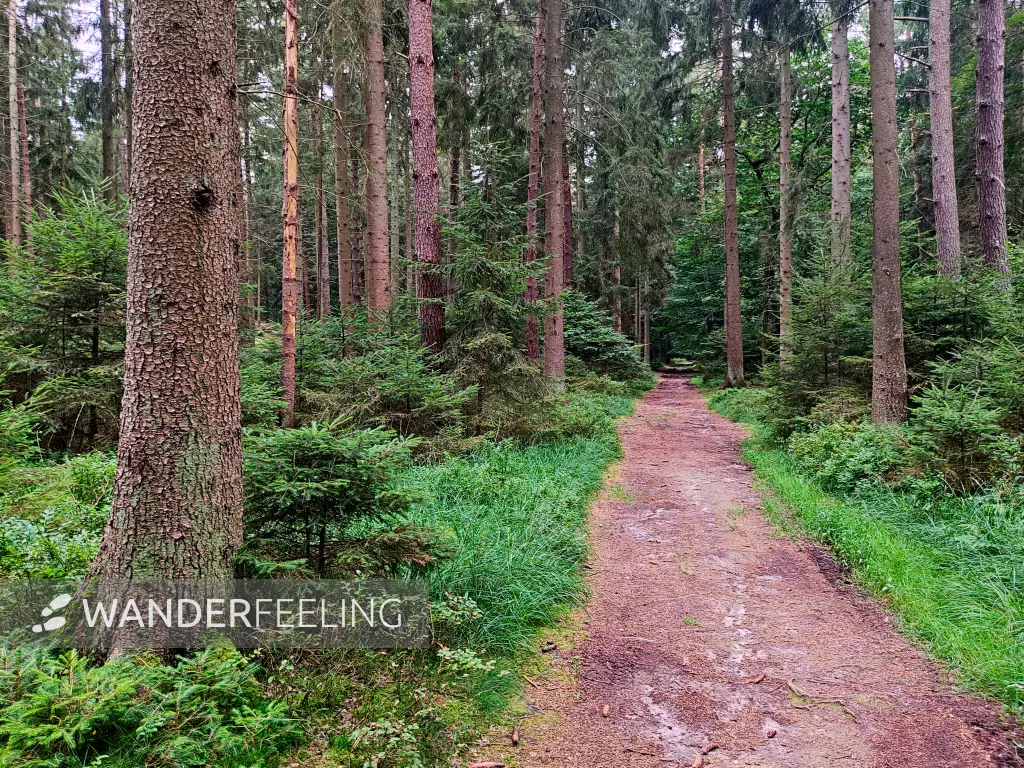 202308190-38 - Waldweg in den Schwarzen Bergen, Hamburg, Deutschland