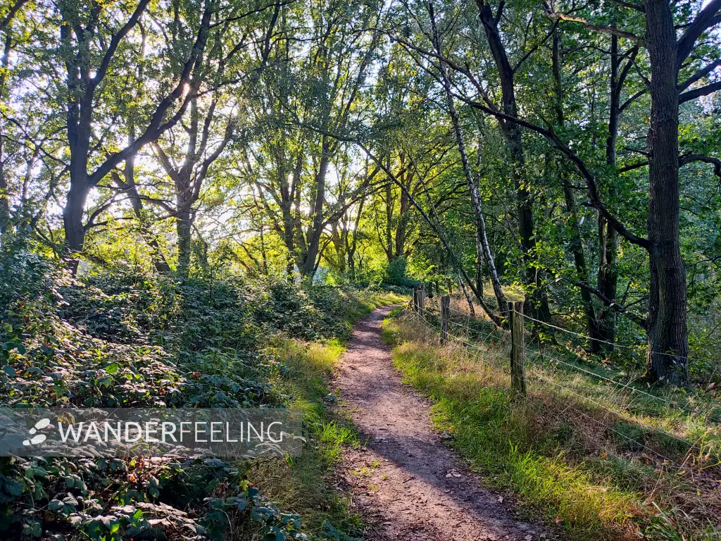 202309241-07 - Waldweg in der Boberger Niederung, Hamburg, Deutschland