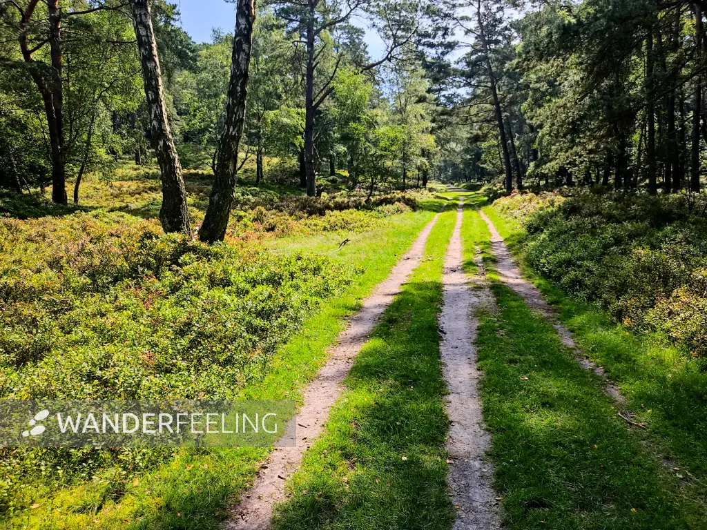202308190-31 - Waldweg in der Fischbeker Heide, Hamburg, Deutschland