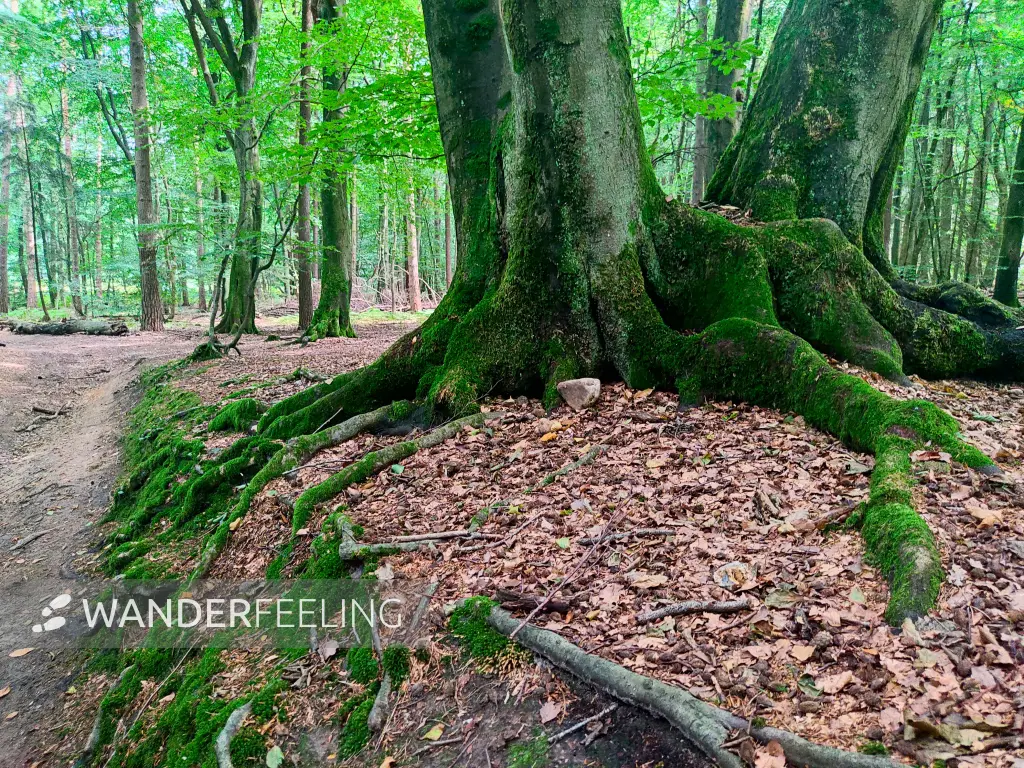202308190-35 - Waldweg in der Fischbeker Heide, Hamburg, Deutschland
