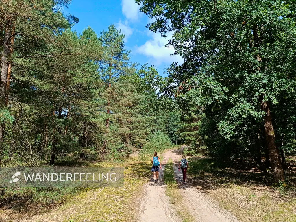 202508160-05 - Waldweg in der Kleinen Schorfheide, Uckermark, Brandenburg, Deutschland