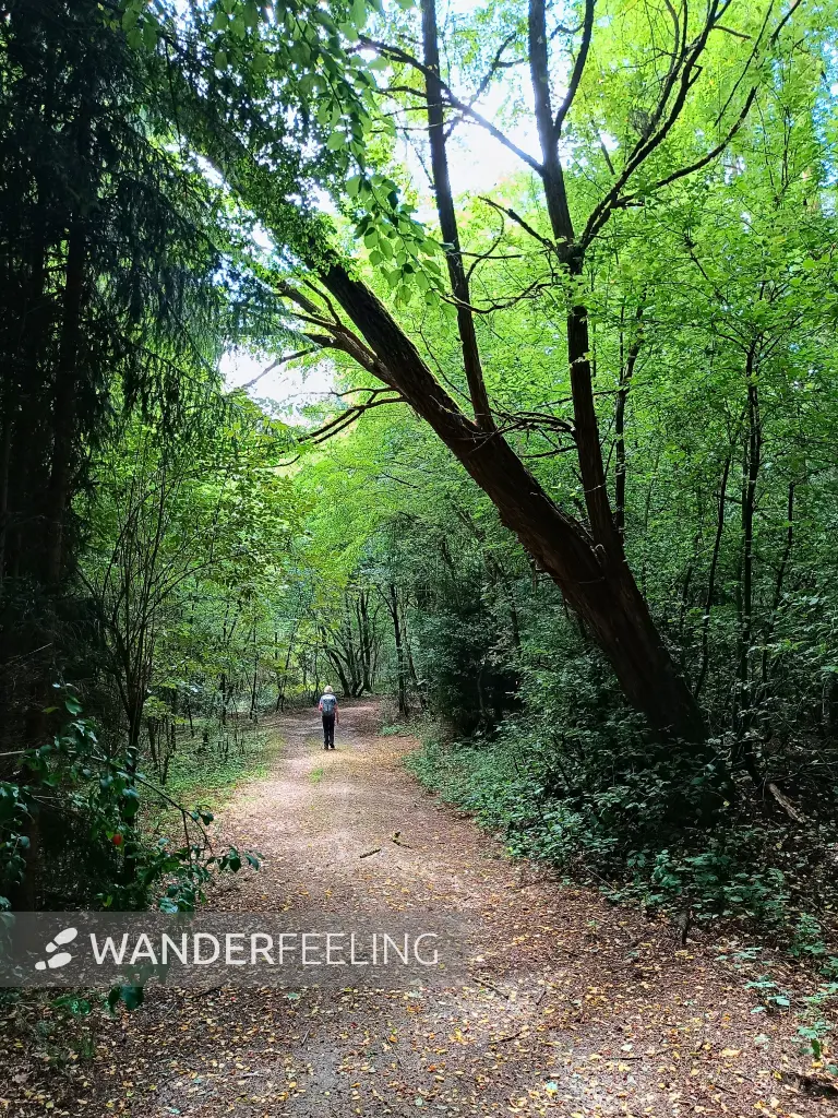 202508020-20 - Waldweg in der Märkischen Schweiz, Seenland Oder-Spree, Brandenburg, Deutschland
