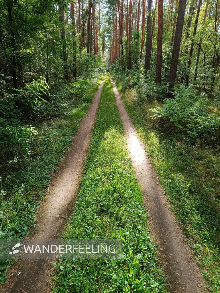 202608110-11 - Waldweg in der Schönower Heide bei Bernau, Barnimer Land, Brandenburg, Deutschland