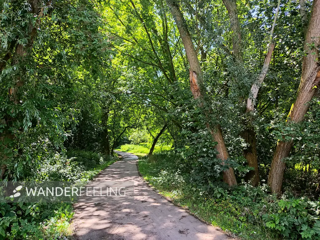 202308090-12 - Waldweg in Halle, Sachsen-Anhalt, Deutschland