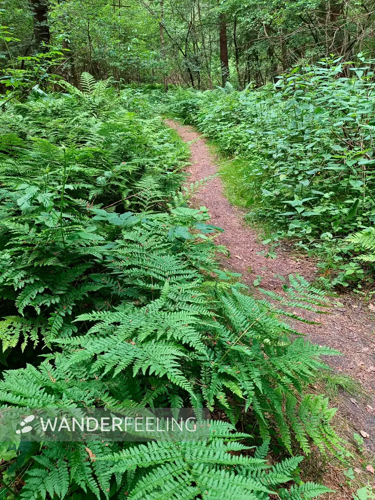 202606060-22 - Waldweg mit Farnen bei Wesenberg, Mecklenburgische Seenplatte, Mecklenburg-Vorpommern, Deutschland