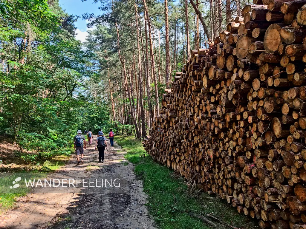 202308260-39 - Waldweg mit Holzpolter bei Löwendorf, Fläming, Brandenburg, Deutschland