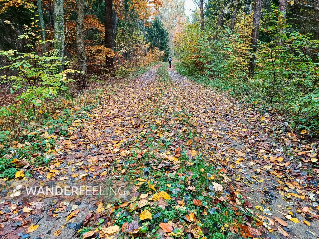 202410290-28 - Waldweg nach Alt-Placht, Uckermark, Brandenburg, Deutschland
