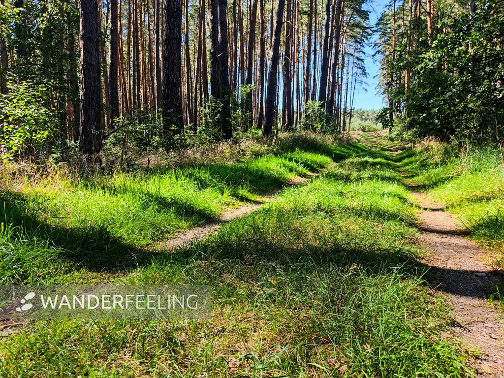 202309040-23 - Waldweg zwischen dem Wutzsee und dem Huwenowsee, Ruppiner Seenland, Brandenburg, Deutschland