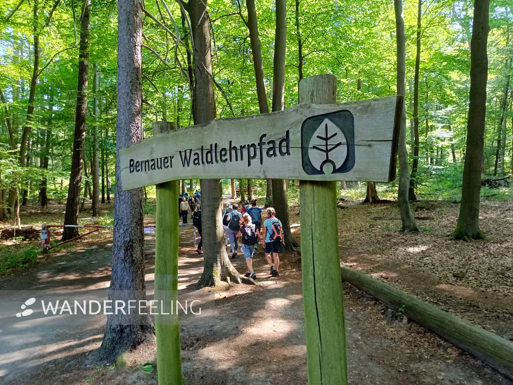 202608150-12 - Wanderer am Bernauer Waldlehrpfad bei Wandlitz, Barnimer Land, Brandenburg, Deutschland