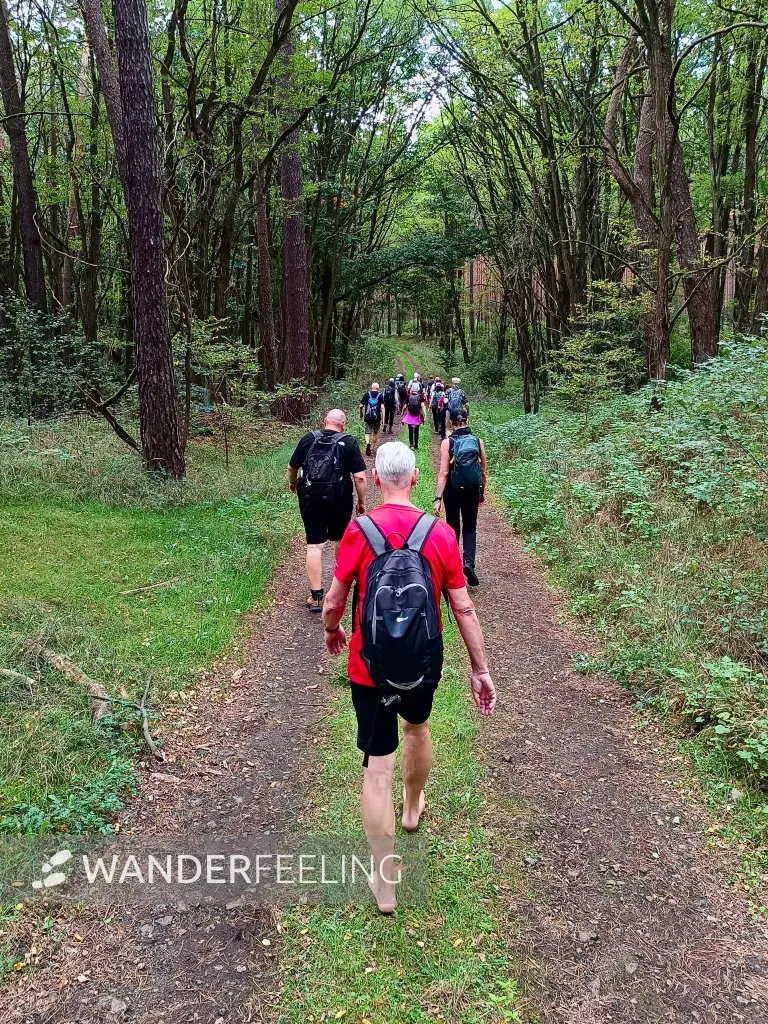 202509210-03 - Wandergruppe bei Mixdorf, Seenland Oder-Spree, Brandenburg, Deutschland