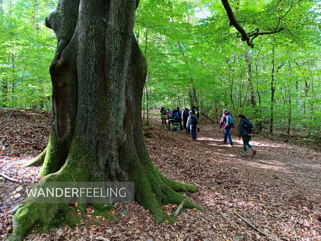 202510030-12 - Wandergruppe im Briesetal bei Birkenwerder, Barnimer Land, Brandenburg, Deutschland