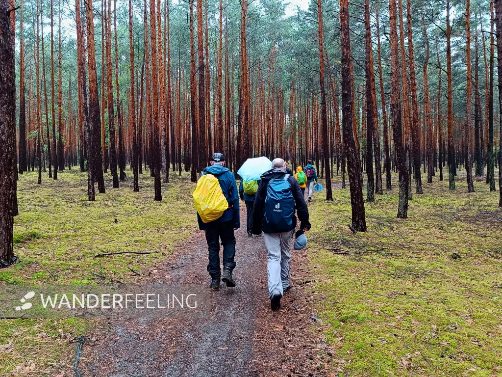 202507120-20 - Wandergruppe im Kiefernwald bei Klein Köris, Dahme-Seenland, Brandenburg, Deutschland