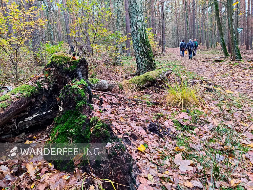 202311180-17 - Wandergruppe im Spandauer Forst, Berlin, Deutschland