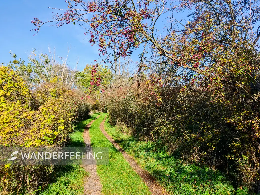 202210260-13 - Wanderweg am Unteruckersee, Uckermark, Brandenburg, Deutschland