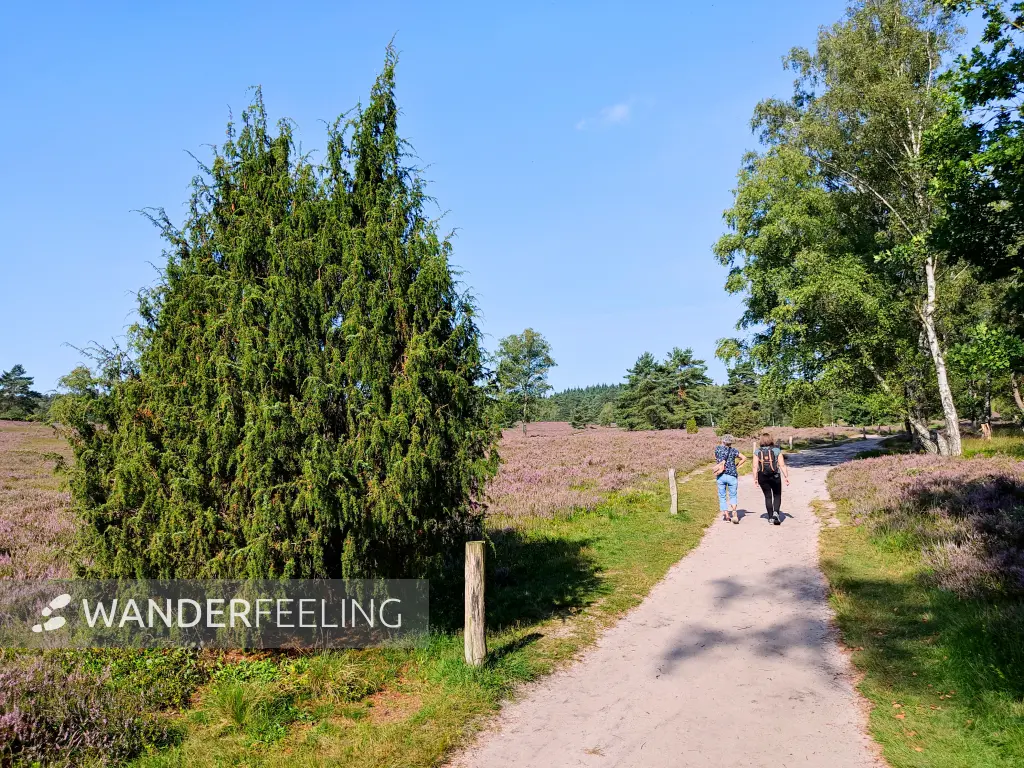 202308240-09 - Wanderweg im Büsenbachtal, Lüneburger Heide, Niedersachsen, Deutschland