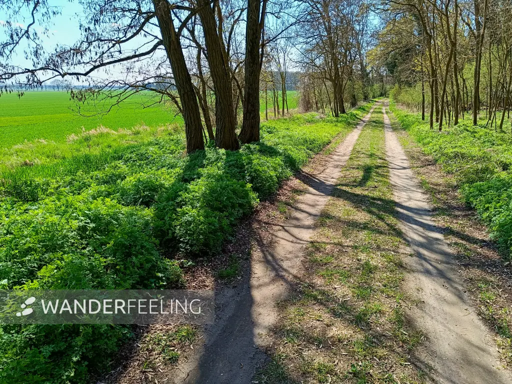 202604150-15 - Weg am Oderbruch nach Wuhden, Seenland Oder-Spree, Brandenburg, Deutschland