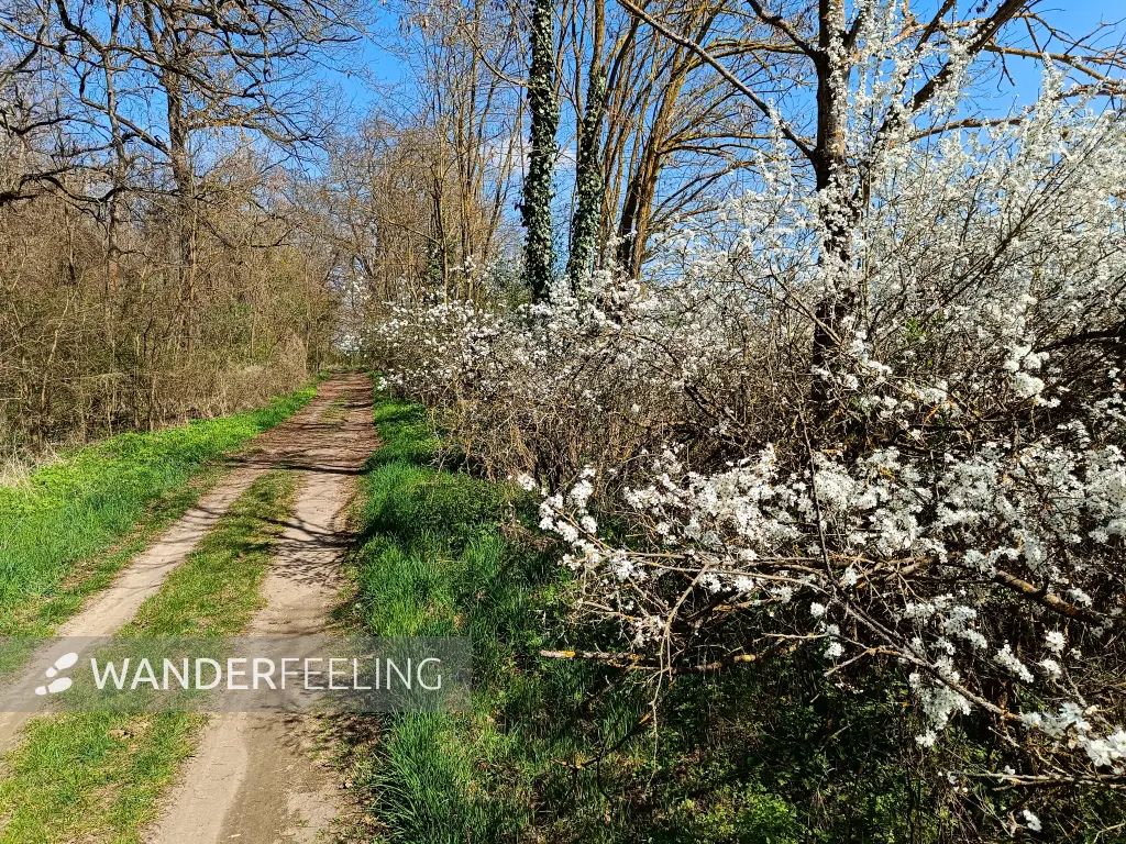 202604150-16 - Weg am Oderbruch nach Wuhden, Seenland Oder-Spree, Brandenburg, Deutschland