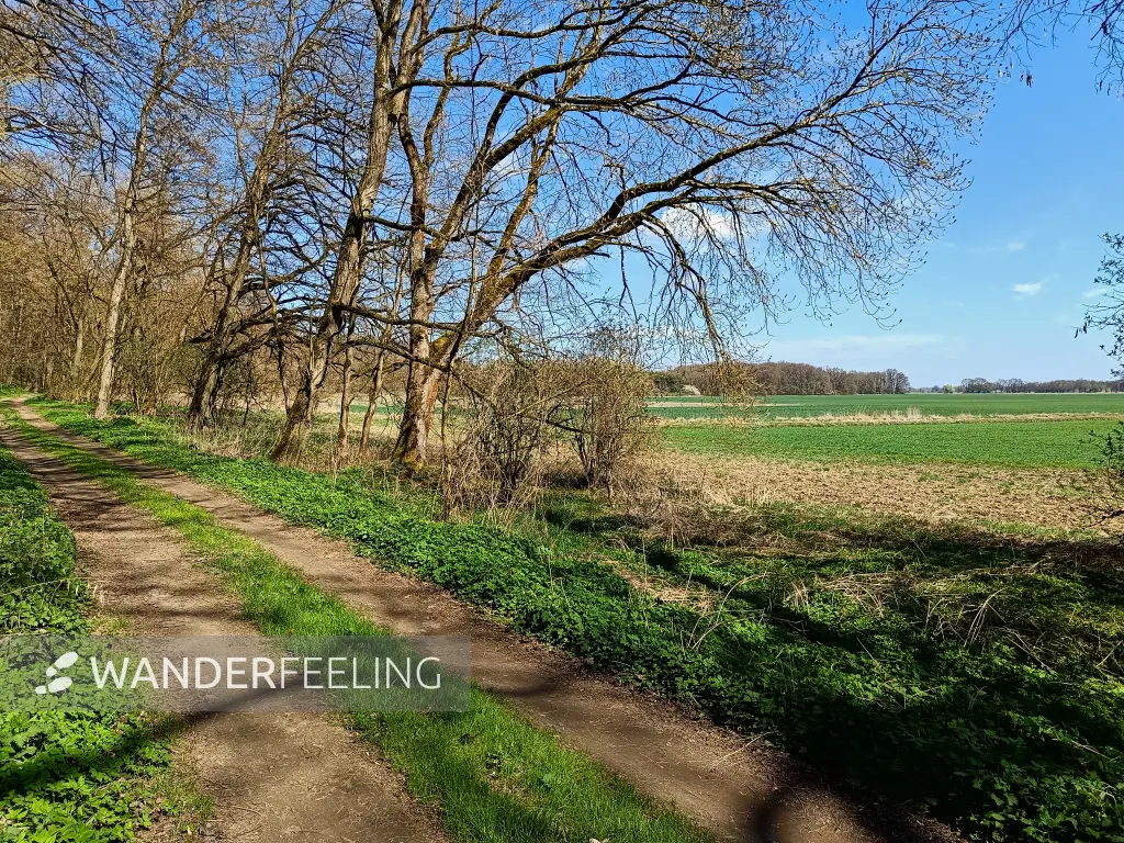 202604150-17 - Weg am Oderbruch nach Wuhden, Seenland Oder-Spree, Brandenburg, Deutschland