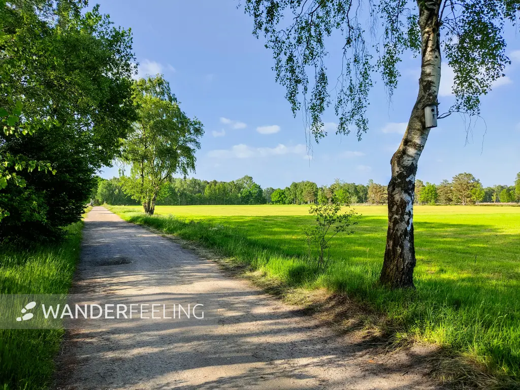 202305251-40 - Weg am Pietzmoor bei Schneverdingen, Lüneburger Heide, Niedersachsen, Deutschland