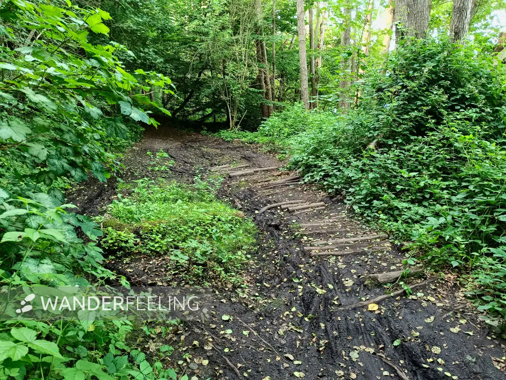 202506170-34 - Weg am Schweriner Außensee bei Gallentin, Mecklenburgische Seenplatte, Mecklenburg-Vorpommern, Deutschland