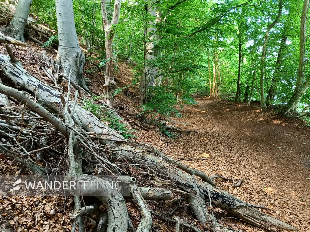 202506170-37 - Weg am Schweriner Außensee bei Gallentin, Mecklenburgische Seenplatte, Mecklenburg-Vorpommern, Deutschland
