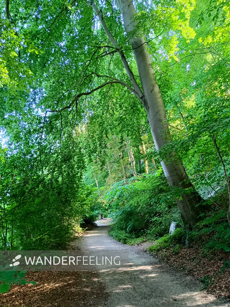 202506170-38 - Weg am Schweriner Außensee bei Gallentin, Mecklenburgische Seenplatte, Mecklenburg-Vorpommern, Deutschland