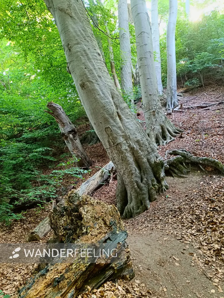 202506170-42 - Weg am Schweriner Außensee bei Lübstorf, Mecklenburgische Seenplatte, Mecklenburg-Vorpommern, Deutschland