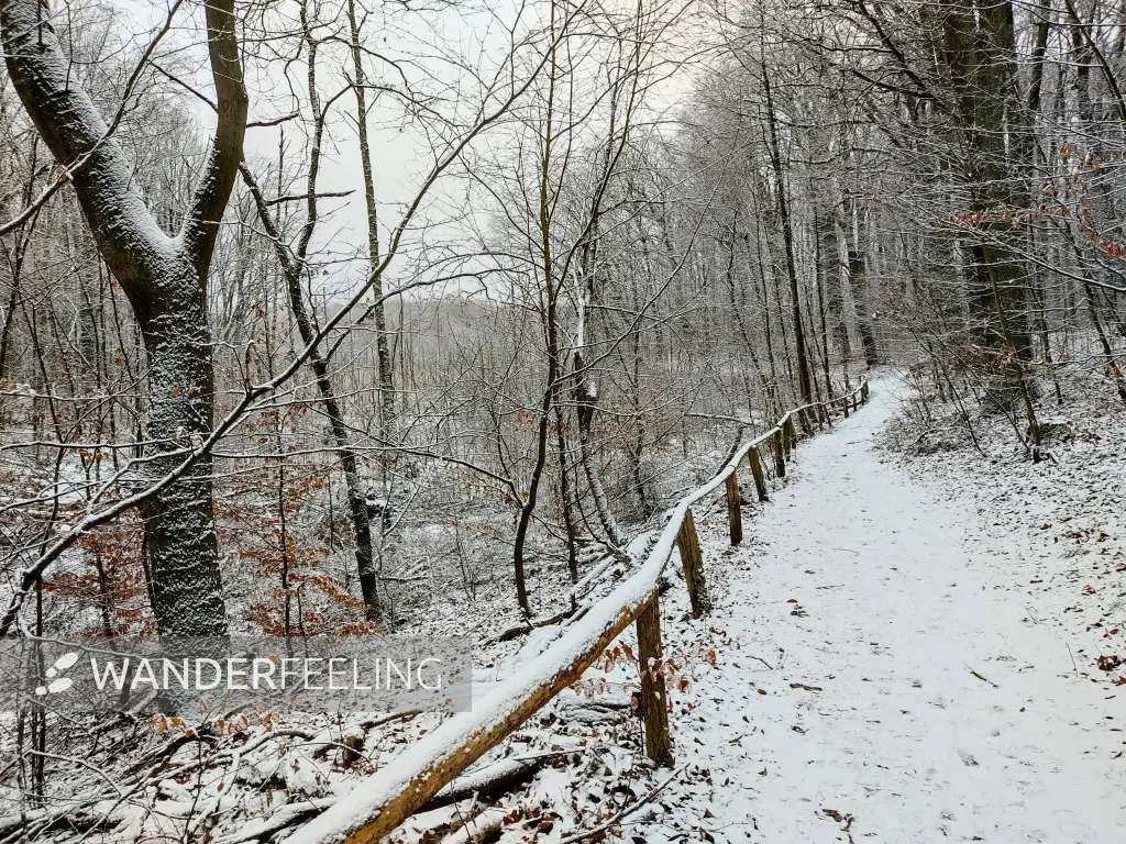 202302060-06 - Weg am Teufelsfenn im Grunewald, Berlin, Deutschland