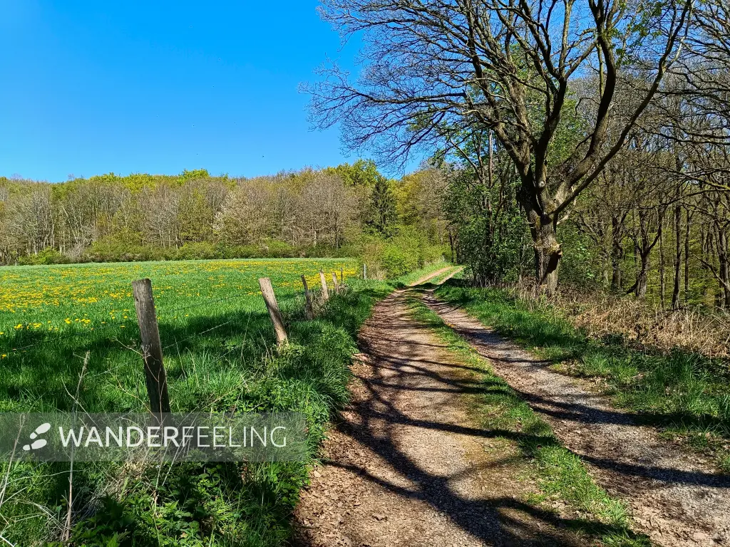 202604220-24 - Weg am Waldrand bei Vollem, Eifel, Nordrhein-Westfalen, Deutschland