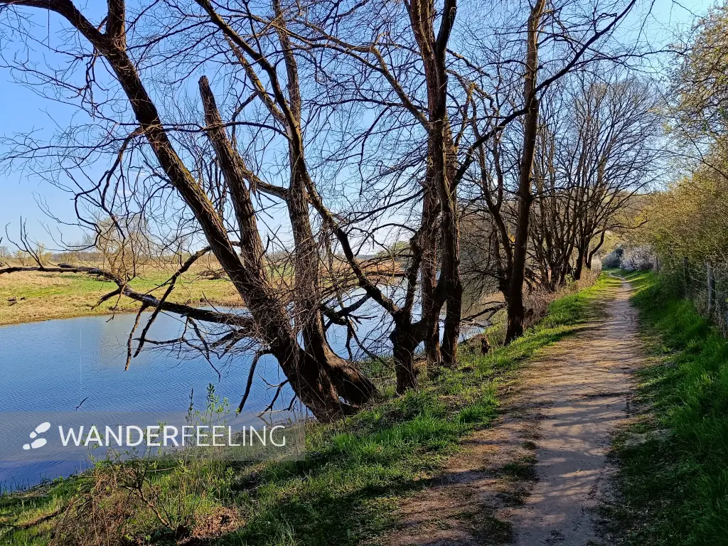 202604150-36 - Weg an der Alten Oder bei Lebus, Seenland Oder-Spree, Brandenburg, Deutschland