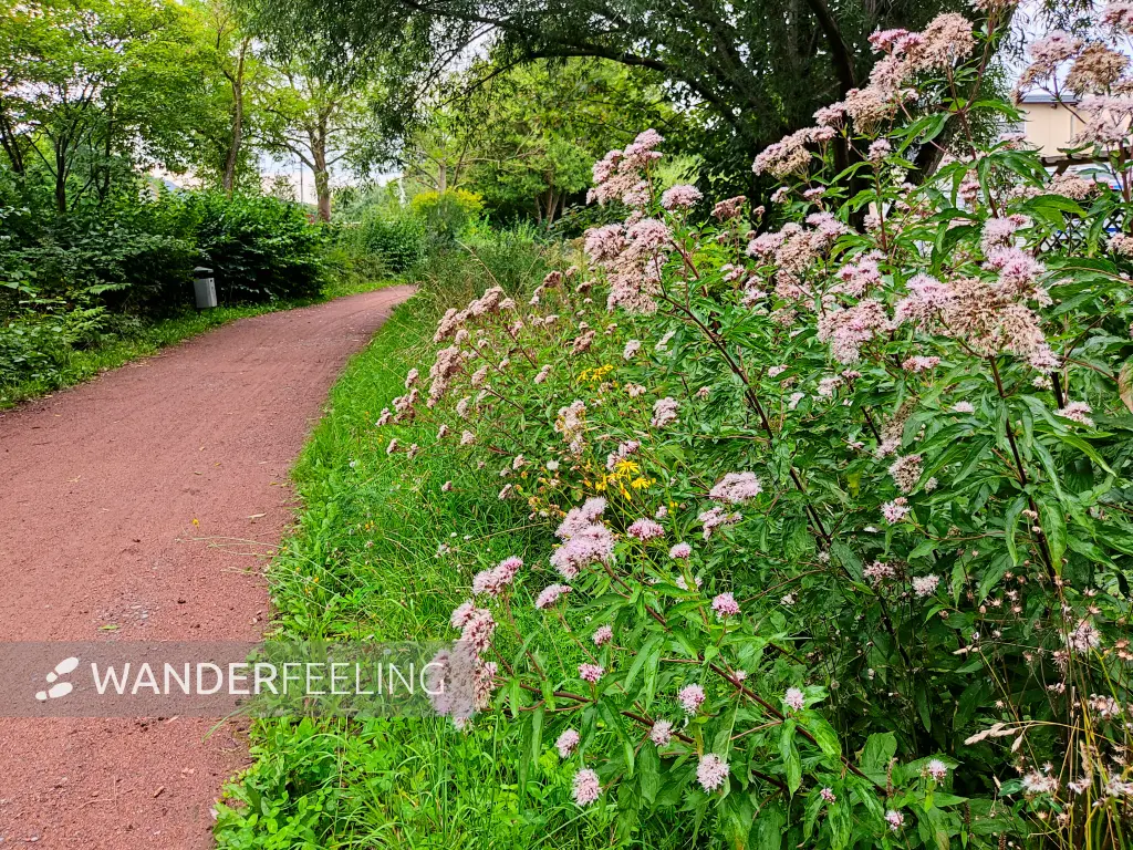 202308151-03 - Weg an der Hamel in Hameln, Weserbergland, Niedersachsen, Deutschland