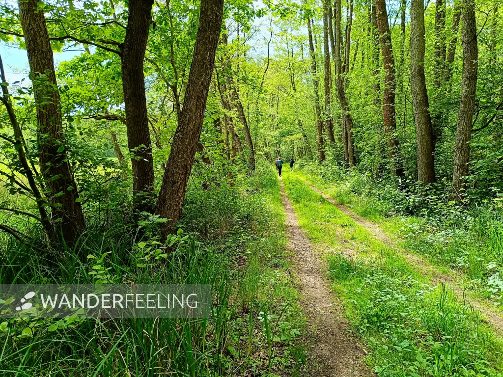 202505080-36 - Weg durch das NSG Zarth bei Treuenbrietzen, Fläming, Brandenburg, Deutschland